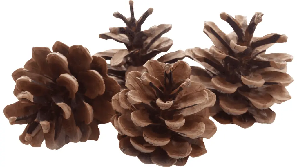 Fir Cones