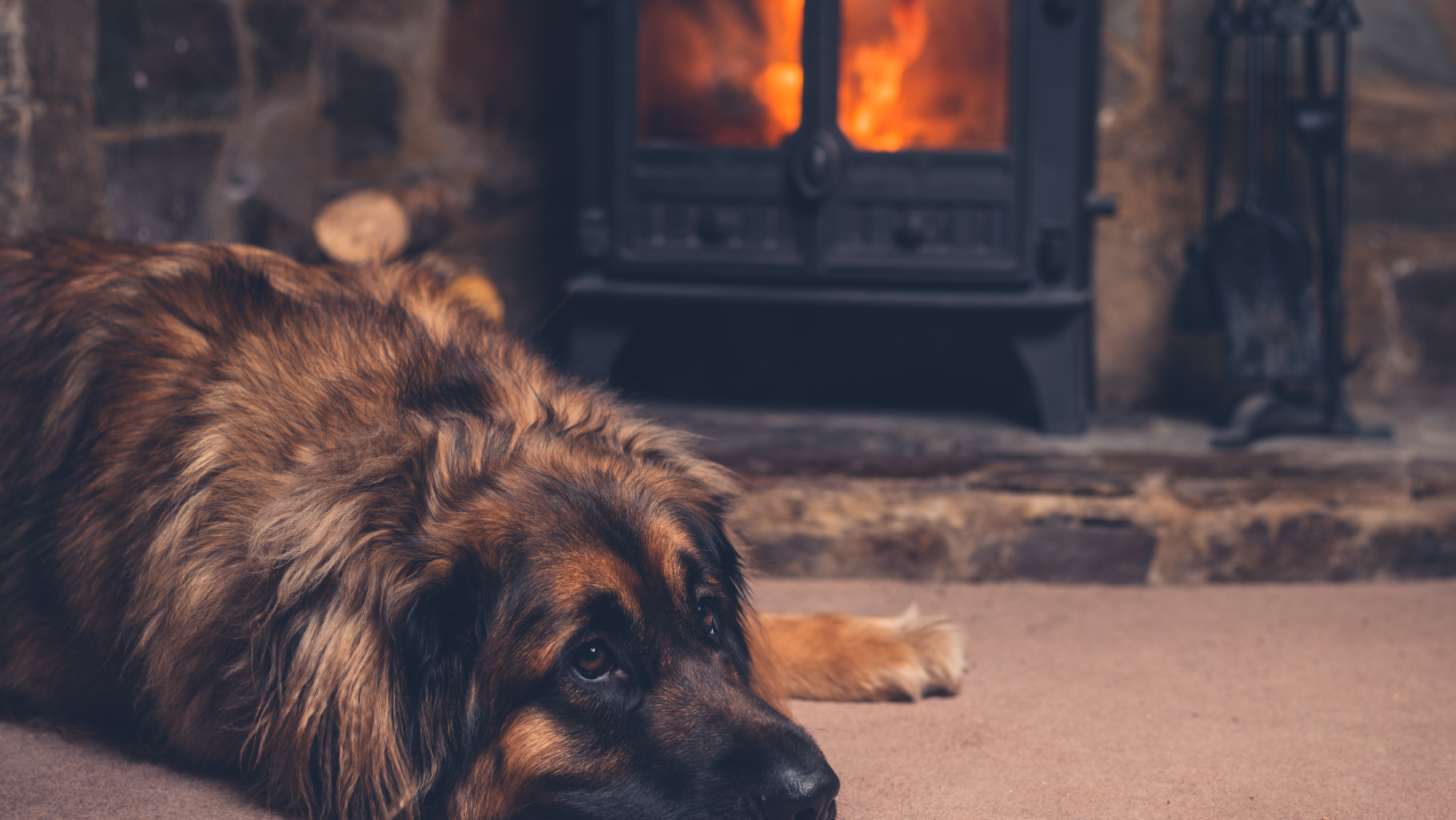 Dog lying next to wood burner