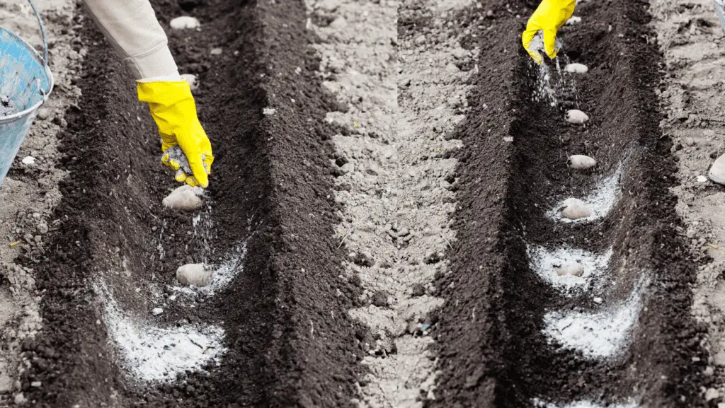 Wood Ash On Soil Growing Potato's 