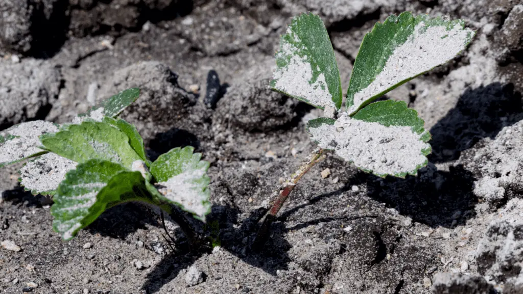 Wood Ash On Small Plant