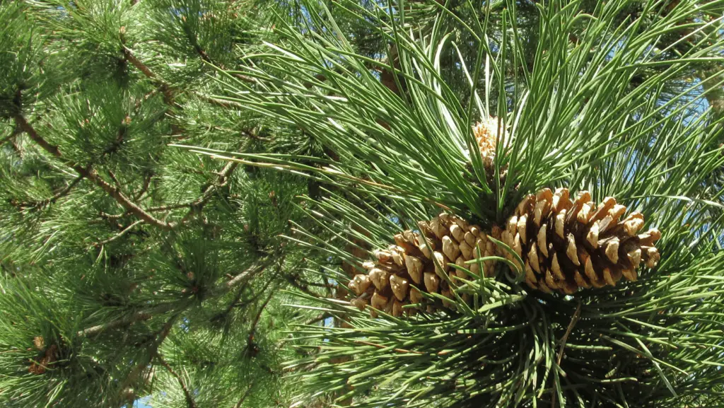 Pine Tree with Pine Cones