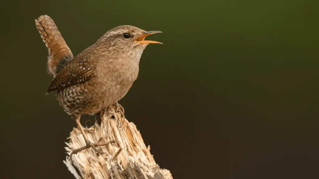 wren bird