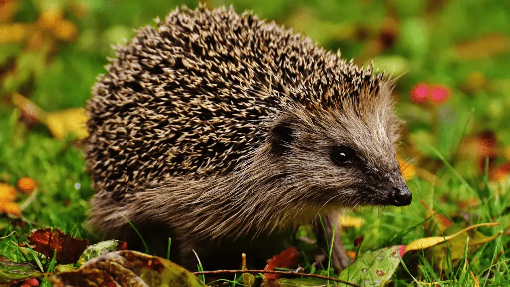 Hedgehog