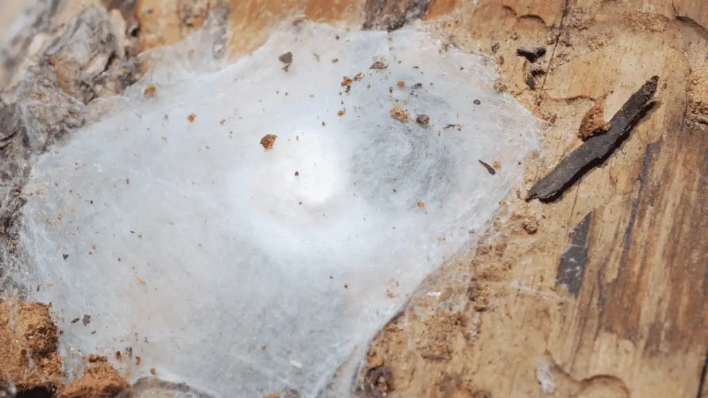 Spider web on logs